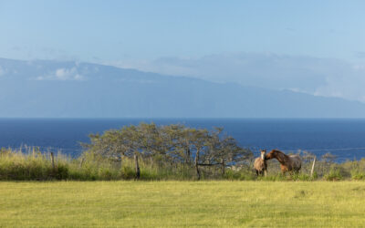 A Private 21-Acre Ranch Retreat in the Land of Imagination